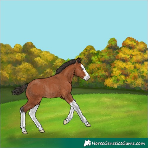 Horse Color:Bay Splash Rabicano 