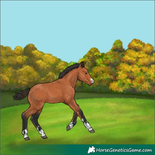 Horse Color:Bay 