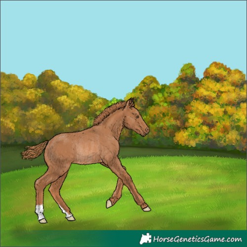 Horse Color:Chestnut Rabicano 