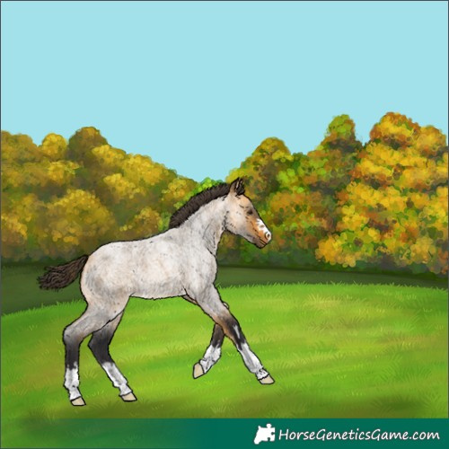 Horse Color:Buckskin Roan 
