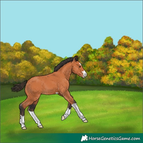 Horse Color:Bay 