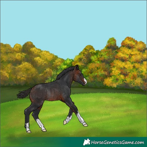 Horse Color:Bay Rabicano 