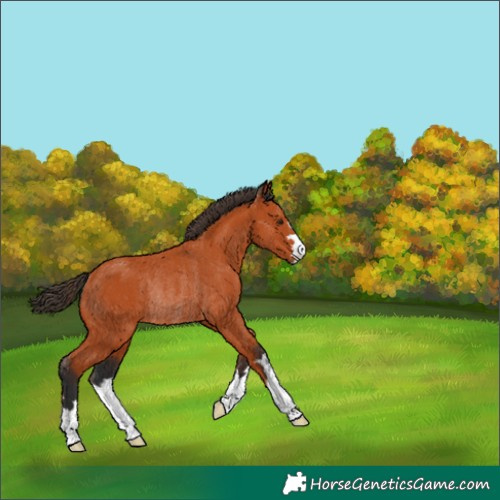 Horse Color:Bay Rabicano 