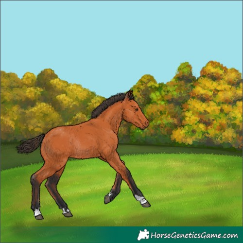 Horse Color:Bay Rabicano 