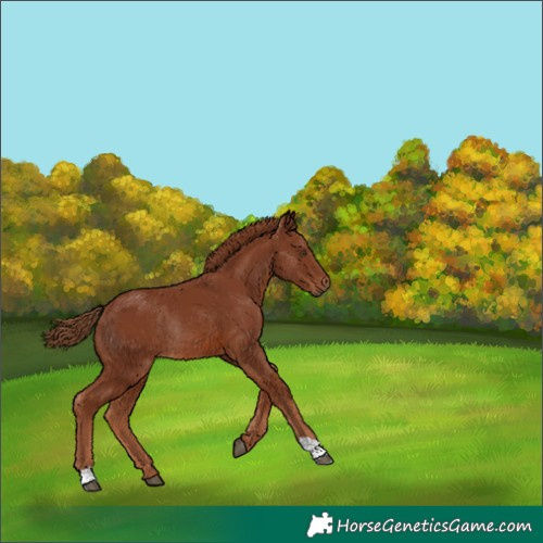 Horse Color:Chestnut Rabicano 