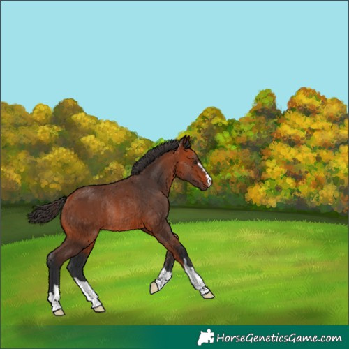 Horse Color:Bay Rabicano 