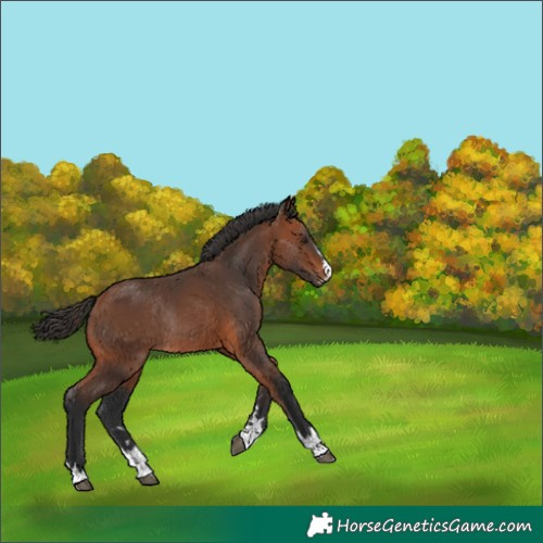 Horse Color:Bay Rabicano 