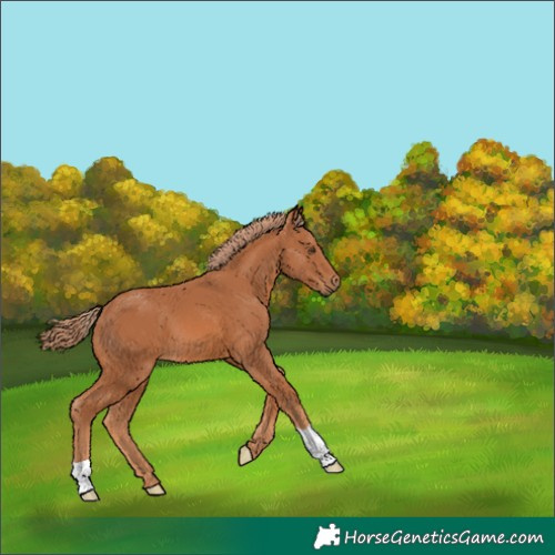 Horse Color:Chestnut 