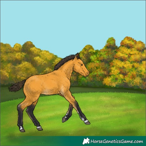 Horse Color:Buckskin 