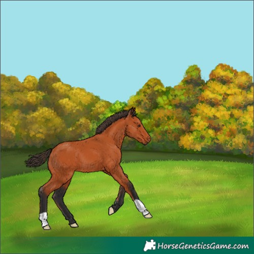 Horse Color:Bay 