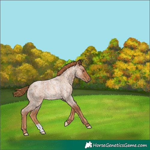 Horse Color:Red Roan Rabicano 