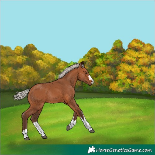 Horse Color:Silver Bay Rabicano 