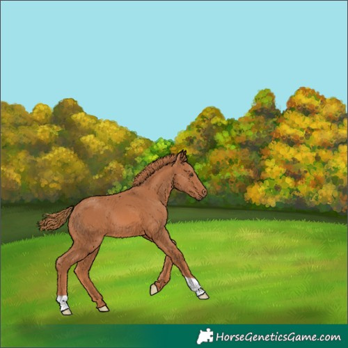 Horse Color:Chestnut 