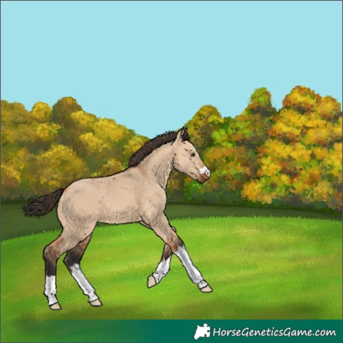Horse Color:Bay Dun 