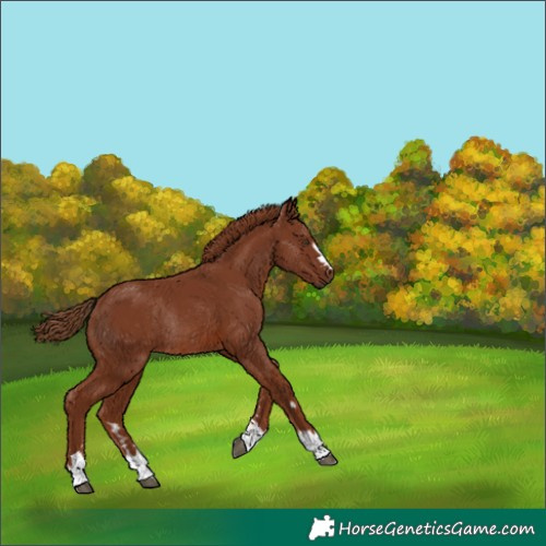 Horse Color:Chestnut Rabicano 