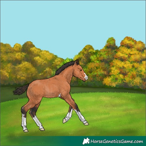 Horse Color:Bay Rabicano 