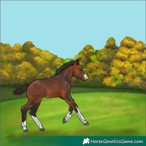 Horse Color:Bay 