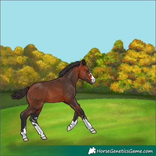 Horse Color:Bay 