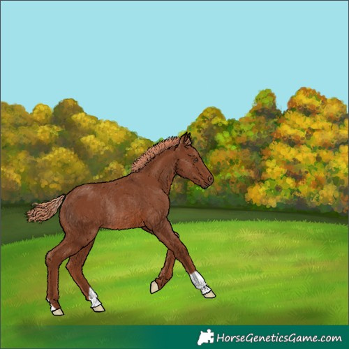 Horse Color:Chestnut Rabicano 