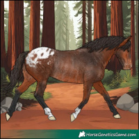 Horse Color:Bay Appaloosa Rabicano