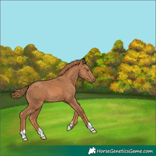 Horse Color:Unknown 