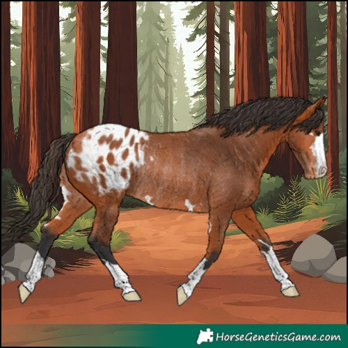 Horse Color:Bay Appaloosa Rabicano 
