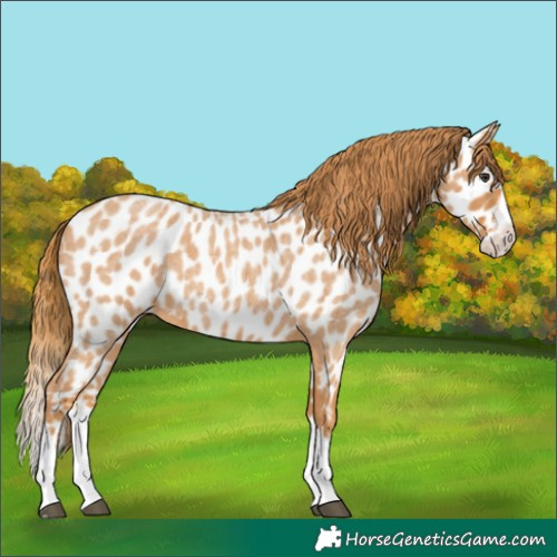 Horse Color:Red Roan Splash Appaloosa