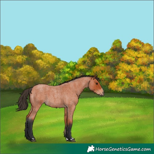 Horse Color:Bay Roan
