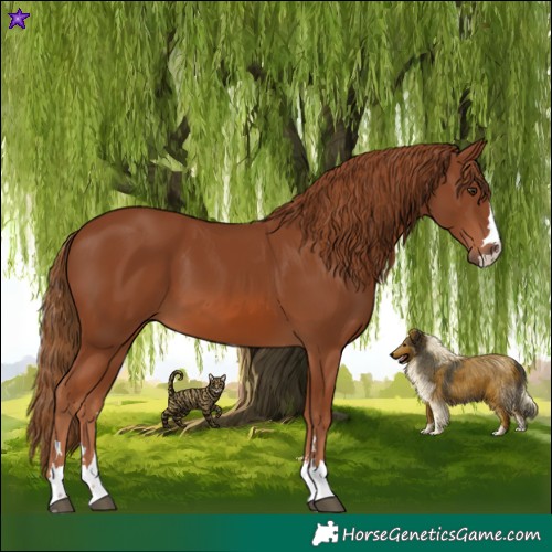 Horse Color:Chestnut 