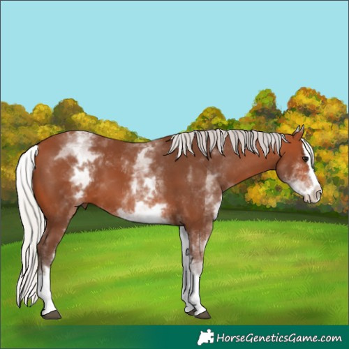 Horse Color:White Spotted Silver Bay Splash