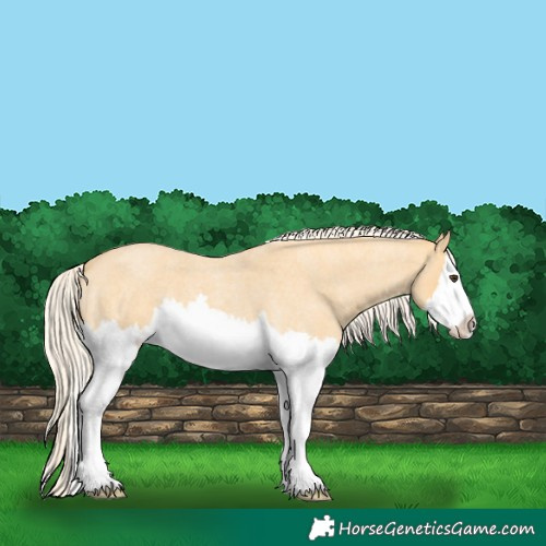 Horse Color:Palomino Roan Splash 