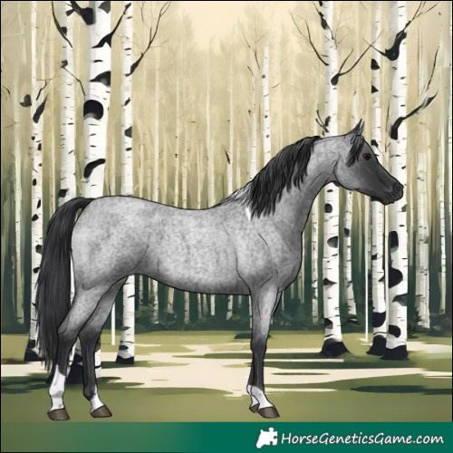 Horse Color:Blue Roan Tobiano 