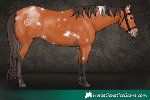Horse Color:White Spotted Bay 