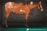 Horse Color:White Spotted Bay 
