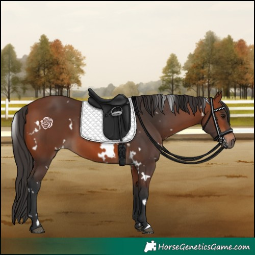 Horse Color:White Spotted Bay 
