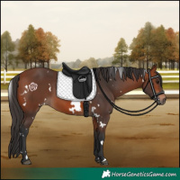 Horse Color:White Spotted Bay 