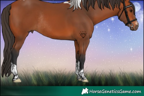 Horse Color:Bay Tobiano Rabicano 