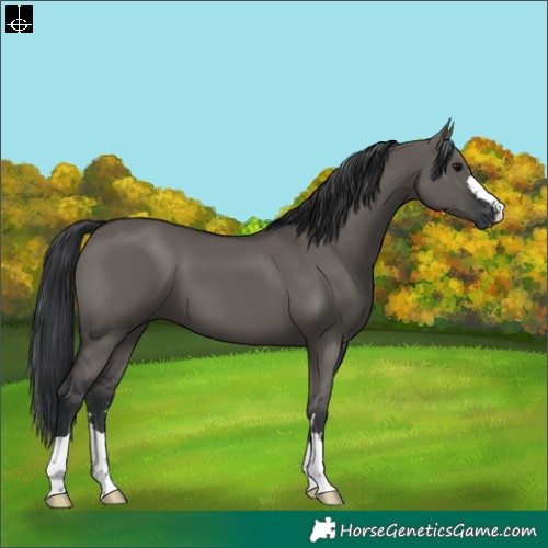 Horse Color:Grullo