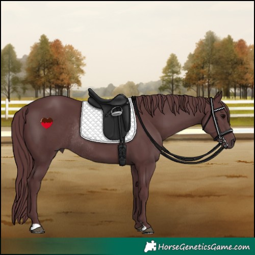 Horse Color:Chocolate Black Rabicano 