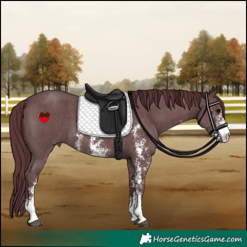 Horse Color:Chocolate Black Sabino 