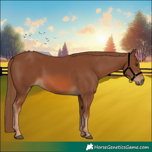 Horse Color:Chestnut 