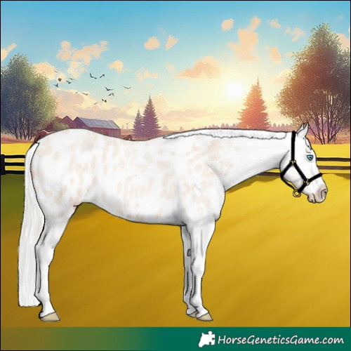 Horse Color:Silver Amber Champagne Roan Dun Splash Tobiano Frame Appaloosa Rabicano 