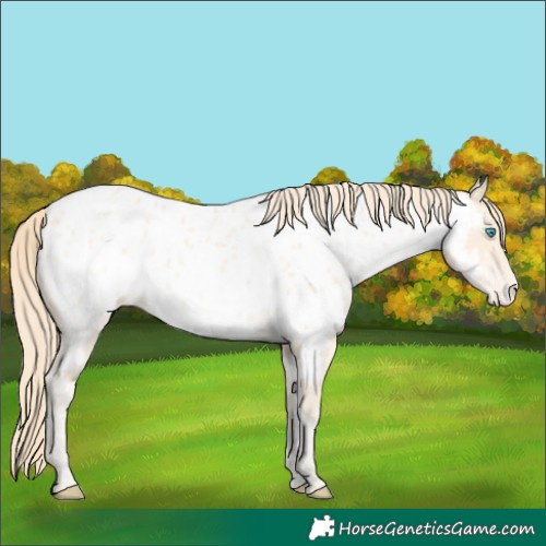 Horse Color:Perlino Near Leopard