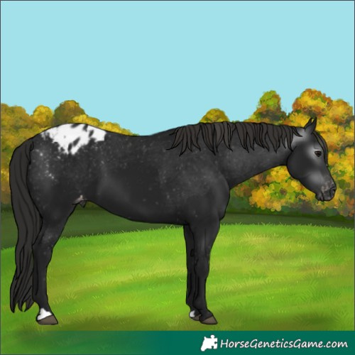 Horse Color:Gray Black Appaloosa 