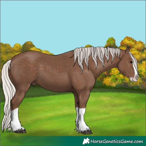 Horse Color:Silver Black Splash