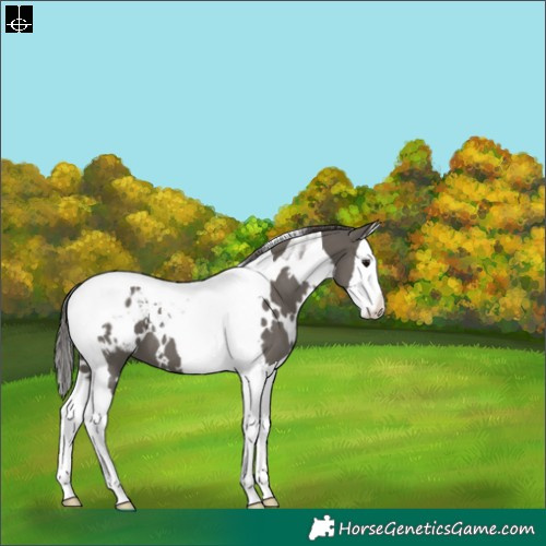 Horse Color:White Spotted Grullo Splash Tobiano Appaloosa 