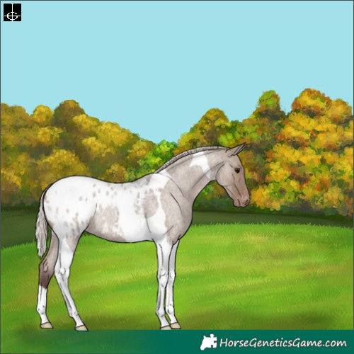 Horse Color:Silver Grullo Roan Tobiano Appaloosa 