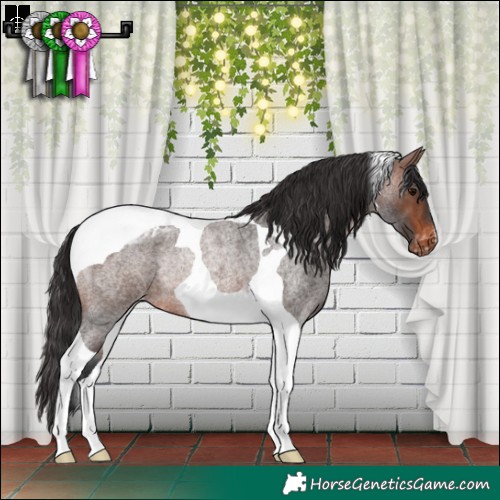 Horse Color:Brown Roan Tobiano Appaloosa Rabicano 