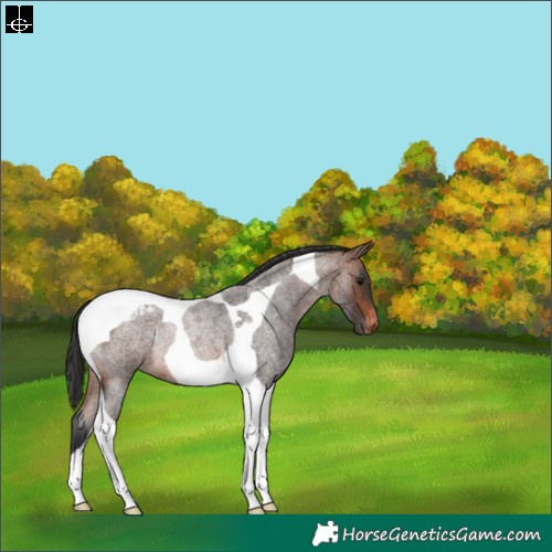 Horse Color:Brown Roan Tobiano Appaloosa Rabicano 