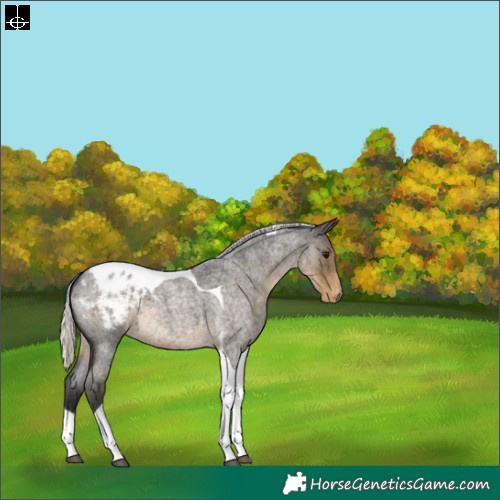 Horse Color:Silver Smoky Blue Roan Tobiano Appaloosa 